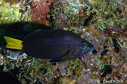 Hypoplectrus chlorurus-Bonaire Keepsake-20m-20180221-Denis-ADER-DSC_7216_tn